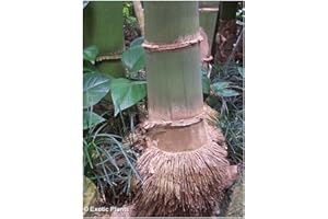 Dendrocalamus giganteus - bambou géant - 50 graines