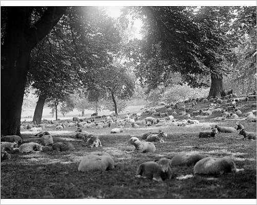 Download Photographic Print Of Sheep In Hyde Park Download Photographic Print Of Sheep In Hyde Park