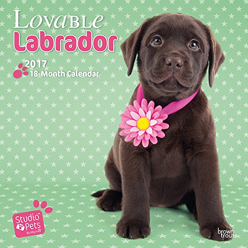 Download Lovable Labs - Studio Pets 2017 Wall Calendar Download Lovable Labs - Studio Pets 2017 Wall Calendar