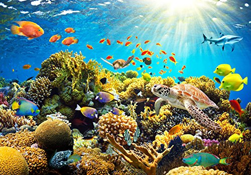 FOTOTAPETE 350×245 cm – VLIES TAPETE PREMIUM – PROFI QUALITÄT – Top moderne Wanddeko – Riesen Wandbild – Top Design Tapete – Neue exklusive Edition mit noch besser Druckauflösung – Deutsches Premium Vlies – Fisch Natur b-A-0002-a-a - 3