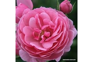 ARBORIX, GRÜNER UND BILLIGER! 2 x Rose - Pink 'Pomponella' Pot 25 - 30 cm - The Magical Kordes Rose with Pompon-like, Light Pink Flowers