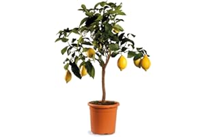 VEG SRLS Agrumi pianta vera ALBERO DI LIMONE SIRACUSANO - CITRUS LIMON -Ø 20 CM - H 80 CM