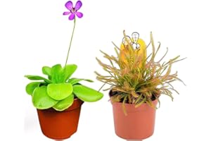 CAMBRIDGE BEE 2 x Carnivorous Plants - Butterwort Pinguicula, Drosera Sundew Plant in - 9cm Pots Indoor/Outdoor Plants