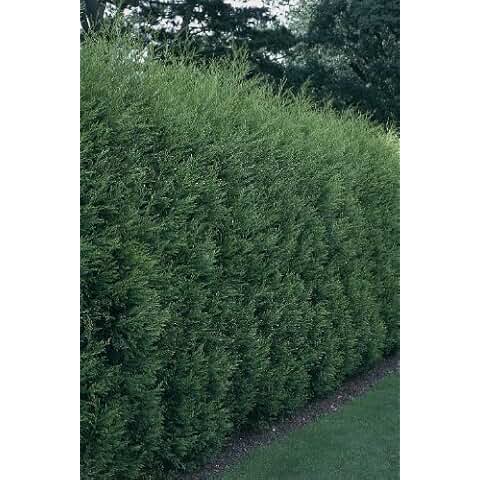 Suchergebnis auf Amazon.de für: Zypressen: Garten