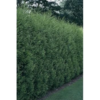 Leyland-Zypresse im Cont. 40 - 60 cm: Amazon.de: Garten