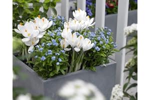 Bloomique - 6er Set - Myosotis Palustris - Sumpfvergissmeinnicht - Teichpflanzen Winterhart - Wasserpflanzen - Zone 1-2 - Höhe 10-20 cm - Topf 9 cm