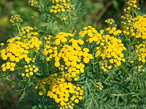 Rainfarn Tanacetum vulgare 250 Samen