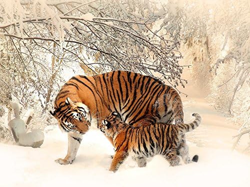 VERO PUZZLE 49539 Animals Tiger Family, 500 pieces in high quality, cellophaned puzzle box
