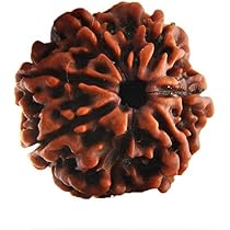 Rudraksha 5 Mukhi Originale Del Nepal - Perla Spirituale Marrone Con Certificato, Simbolo Del Signore Shiva - Foto 10