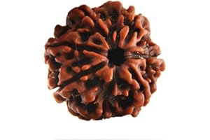 Petrichor 7 mukhi/Seven Faced originale Nepal Rudraksha (marrone rotondo perline) con certificato di laboratorio, Rudraksha, Nessuna pietra preziosa