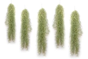 PLANDAIRE - Air Plante Tillandsia Usneoides - Air Plante Sans Terre Vivante - Tillandsias plantes vraies - Plantes Interieur Naturelle - Tillandsia Vraie Plante Plantes Aériennes (5, 50-60 cm)