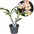 Plant in a Box - Plumeria hawaiana - Frangipani - Vaso 17cm - Altezza 45-55cm - Pianta da appartamento fiorita - Pianta tropi