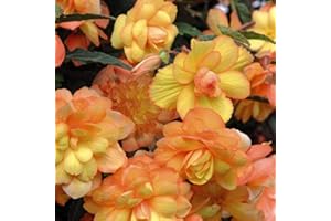 THOMPSON & MORGAN Begonia Outdoor Flower Plants F1 Apricot Shades Improved, Trailing, Orange Blooms, Half-Hardy Perennial, Easy to Grow Your Own Garden Flower Plants 24x Plugs by Thompson and Morgan (24)