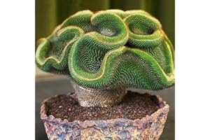 PERZOE 30/60 Piezas de Semillas de Cactus Raras, decoración de bonsái de Adorno de Oficina en casa de Plantas suculentas Semillas de Cactus 60 Piezas