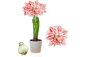 DUTCH BULBS EXCLUSIVE PLANTS FROM HOLLAND Amaryllis Doble Rayada Zwiebel, 1 bulbo de flor en formato grande 26/30, Exclusivo plantas y flores de Holanda, Bulbo verdadero de Hippeastrum (no es semilla, cera ni artificial)