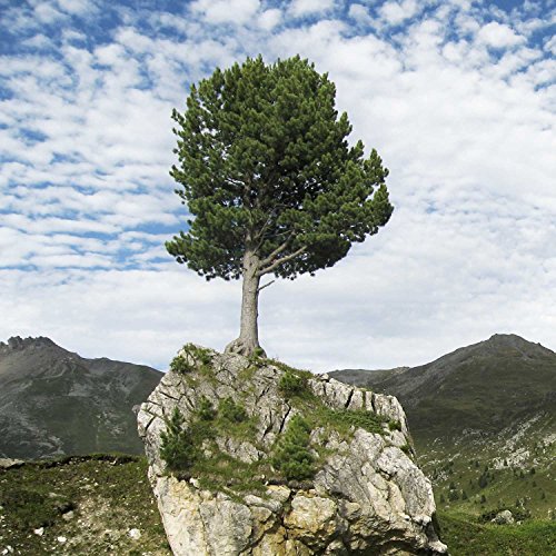Bio-Zirbenöl (Pinus Cembra), entgiftend, Raumluft reinigend, beruhigt den Herzsschlag, spendet Kraft und entgiftet Haut und Atemwege, 100% naturreines ätherisches BIO-Öl – 10ml - 4