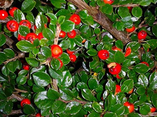 COTONEASTER HORIZONTALIS Gorgeous RED BERRIED White Flowered Very Hardy Shrub Packet of 10 Seeds