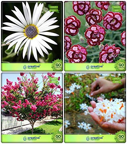 BloomGreen Co. Best Garden Seeds Combo Tree Seeds: Queen Crape Myrtle, Parijat, Acrolinum Roseum, Dianthus- Red Flower Seeds Kitchen Garden Pack