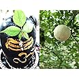 GrowHeaven Live Bel Patra Bael Leaf Bilva Leaves Shiv Plant Bilwa Leaf For Rituals (Puja), Medicinal Plant With Black Plastic Pot And 20g CocopitFree (BEL PLANT WITH POT) (BEL PLANT)