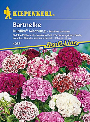 Sperli Blumensamen Bartnelken Duplika Mischung, grün