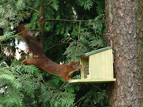 Eichhörnchen Futterhaus - 3