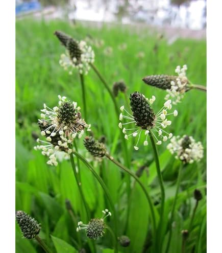 Greater Broadleaf Plantain Seeds (Plantago Major) – Easy-Grow Perennial Herb By Trifecta Botanicals