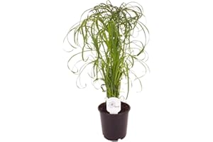 BLUMEN-SENF Zyperngras Cyperus Wasserpalme 60 cm +/- – Dekorative Zimmerpflanze für Feuchtgebiete, Luftreiniger & Wassergarten, Pflegeleicht, Robuste Gräser für Innen- und Außenbereich