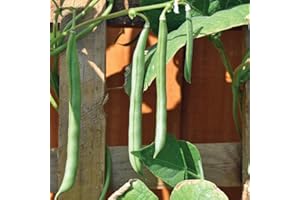 Gardeners Kitchen - Climbing French Bean Plants - 'Blue Lake' 6 X Medium Plug Vegetable Plants