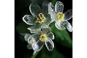 Benoon Semi Di Fiori Scheletro 50 Pezzi/Borsa Semi Di Bonsai Floreali Ornamentali Perenni Fioriti Rari Per Giardino Fiore Traslucido Seme