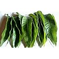 NATURAL STORE Mango Leaves (Green)
