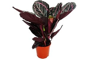 Exotenherz - Schattenpflanze mit ausgefallenem Blattmuster - Calathea Dottie - 12cm Topf - ca. 25-30cm hoch