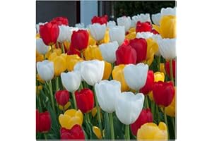 Tulip Red, Yellow and White Mix Triumph Tulips x 30 Spring Flowering Bulbs, by Growtanical®