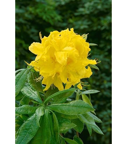Rhododendron Hybride 'Cherry Kiss' 3040 cm  Winterhart, Immergrn und  Pflegeleicht  Rhododendron  Zierstrauch fr Garten & Kbel : Amazon.de:  Garten