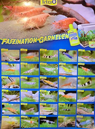 Preisvergleich Produktbild Zwerg-Garnelen Poster 83x60cm