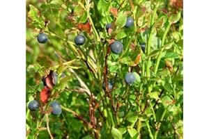 SAMENCHILISHOP (IMMER NUR EINMAL VERSAND) Schwarzbeere Wild-Heidelbeere 30+ Samen Absolut