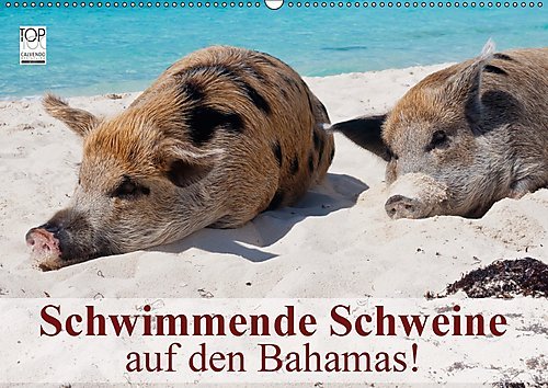 Schwimmende Schweine auf den Bahamas! (Wandkalender 2017 DIN A2 quer): Glückliche Schweine haben immer Urlaub! (Monatskalender, 14 Seiten ) (CALVENDO Orte)