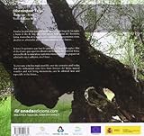Image de Olea europaea ‘Farga’: Territori Sénia