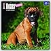 Boxer Puppies - Boxer Welpen 2017 - 18-Monatskalender mit freier DogDays-App: Original BrownTrout-Kalender [Mehrsprachig] [Kalender] (Wall-Kalender) by 