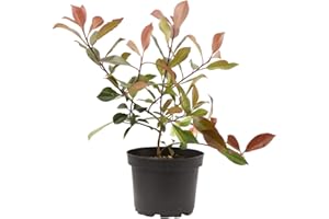 Verdecora Photinia en maceta 3L | Photinia x fraseri "Red Robin" | Planta de Interior y Exterior | Arbusto natural | Follaje Rojo y Verde Brillante | Ideal para Decoración y Setos