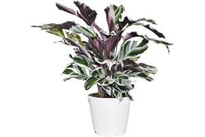 ZynesFlora Calathea White Fushion Basket Marante en pot de fleurs Ø 14 cm - Hauteur : 35 - 40 cm - Plante de salon purificatrice d'air Véritable plante d'intérieur