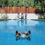Hippopotamus