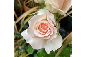 YOUGARDEN Harkness Roses Chandos Beauty Rose, Established Rose in 3L Pot, Ready to Plant, for Pots, Beds, and Borders