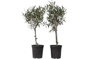 Plant in a Box - Olivo sobre tronco - Set de 2 - Olea Europaea - Maceta 14cm - Altura 50-60cm
