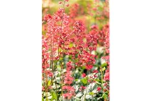 Heuchera - Purpurglöckchen 'Paris' - winterhart, im Topf 12 cm, in Gärtnerqualität von Blumen Eber - 12 cm