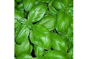 PAGANO DOMENICO E FIGLI SEMENTI DAL 1954 BASILICO GENOVESE 270 SEMI foglia larga PESTO LIGURE Basil pianta erba aromatica