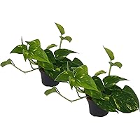 Efeutute, Scindapsus, (Epipremnum aureum) Sorte: Aureum, gelb-grünes buntes Blattwerk, rankend, Ampelpflanze…