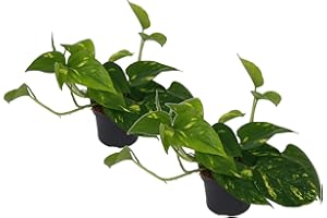 UNSERE-GAERTNEREI-MUELLER Efeutute, Scindapsus, (Epipremnum aureum) Sorte: Aureum, gelb-grünes buntes Blattwerk, rankend, Ampelpflanze, luftreinigend (2er Set im 12cm Topf)