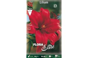 PRGA BULBI AUTUNNALI LILIUM ASIATIC ROSSO CONFEZIONE DA 2 BULBI BULBS BULBES