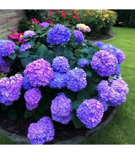 ROYAL LAND Hydrangea Live Plant Dark Purple Color Flower Plant 1