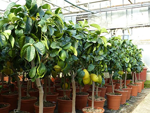 Zitronenbaum Zitrone Citrus limon 75 – 95 cm Zitruspflanze - 3